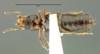 Media type: image;   Entomology 24065 Aspect: habitus ventral view